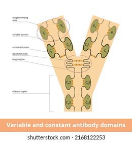 Variable and constant antibody domains.	Variable and constant domains within the light and heavy chains of an antibody, or immunoglobulin, molecule including disulfide bonds visualization.