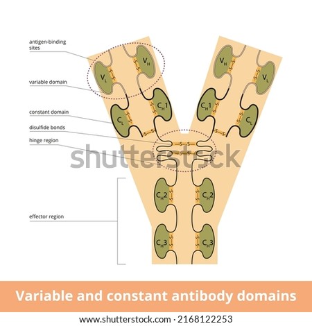 Variable and constant antibody domains.	Variable and constant domains within the light and heavy chains of an antibody, or immunoglobulin, molecule including disulfide bonds visualization.