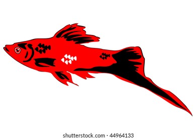 variable platyfish (Xiphophorus variatus)