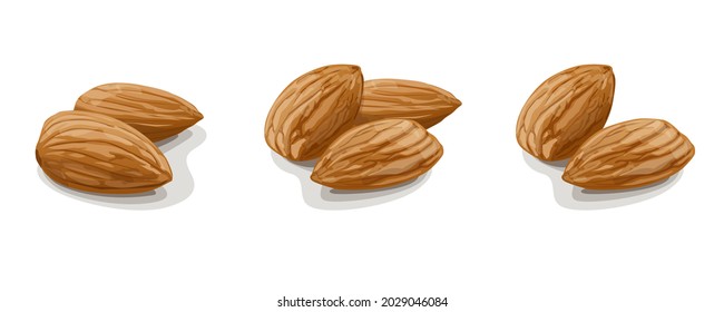 Variantes de almendras sobre fondo blanco. Ilustración vectorial.