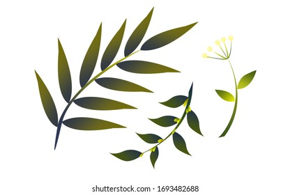 Variants of palms leaves in vector