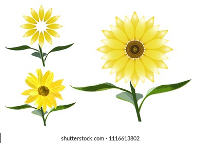 Variants of sunflower flowers with stem and leaves, icons, vector.