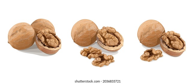 Variants of walnuts on white background. Vector Illustration.