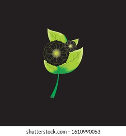 variation of flower white and black flower