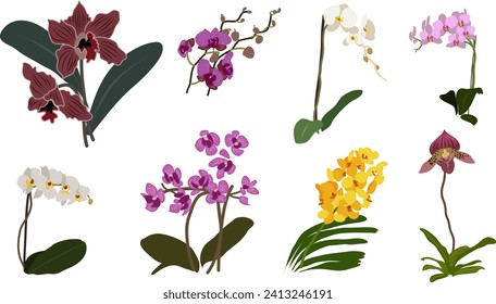 Variación de flores de orquídeas para los paisajes naturales.