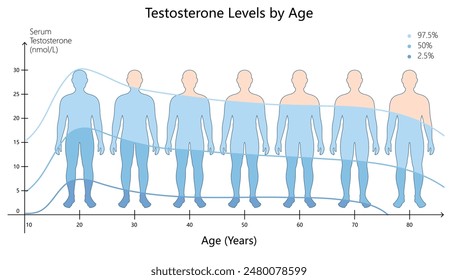 variation in serum testosterone levels across different ages, highlighting hormonal changes in men diagram hand drawn schematic vector illustration. Medical science educational illustration