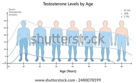variation in serum testosterone levels across different ages, highlighting hormonal changes in men diagram hand drawn schematic vector illustration. Medical science educational illustration