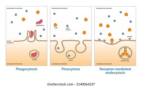 Variaciones de endocittosis: fagocitosis, pinocitosis, endocitosis mediada por receptores. Diversos tipos de endoctitosis, captación de la materia a través de la invaginación de la membrana plasmática y vacuola, formación de vesículas