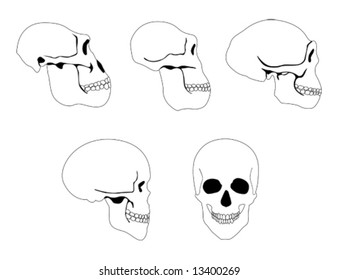 The Variations Of The Human Skull During The Evolution