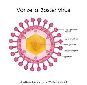 Varicella Zoster Virus Structure Diagram