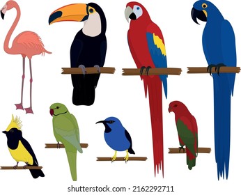 Varicoloured exotic tropical birds collection vector illustration