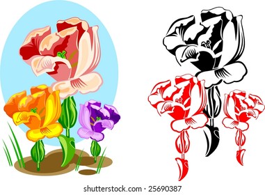 Varicoloured tulips