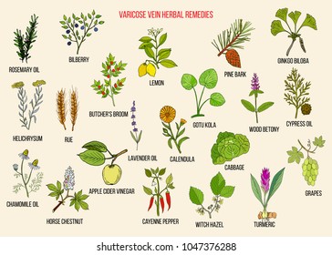 Varicose vein herbal remedies. Hand drawn vector set of medicinal plants