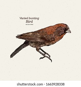 The varied bunting (Passerina versicolor) is a species of songbird in the cardinal family, Cardinalidae. Hand draw sketch vector.