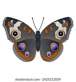 Variegated butterfly, suitable for sticker or icon. Detailed vector illustration. Isolated on a white background.