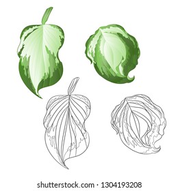 Variegated hosta Magic Fire, foliage plant perennial  bold leaves irregular cream  with green edged set second on a white background  vintage vector illustration editable Hand draw
