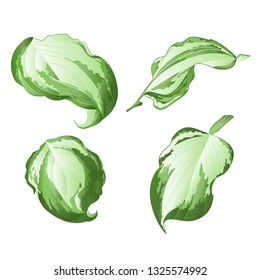 Variegated hosta Magic Fire, foliage plant perennial  bold leaves irregular cream  with green edged set on a white background  vintage vector illustration editable Hand draw