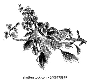 Variegated Ivy has attractive creamy white-variegated green foliage. It grows to be about 8 inches tall at maturity, with a spread of 10 feet, vintage line drawing or engraving illustration.