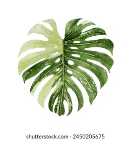 Variegated Monstera leaves, tropical plant on an isolated white background, watercolor hand drawn illustration	