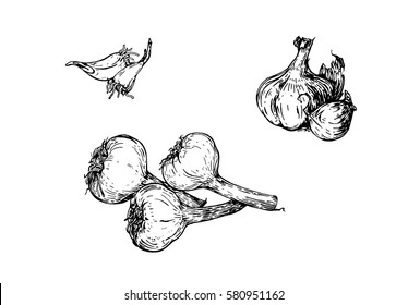 Varieties of different garlic on white background. Vector illustration. Ink line draw vector. Drawing engraving illustration