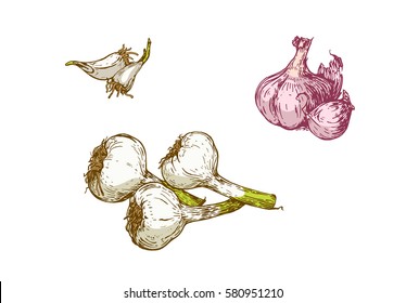 Varieties of different garlic on white background. Vector illustration. Ink line draw vector. Drawing engraving illustration