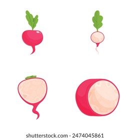 Varieties of fresh. Organic. And colorful radishes vector set for healthy and delicious vegetarian and vegan cooking illustration and graphic design. Including sliced. Whole. And cut pink. Red. White