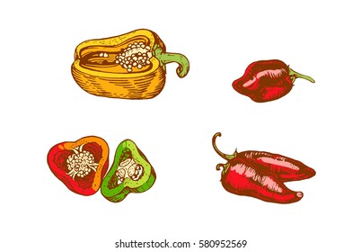 Varieties of pepper. Green pepper. Red Chilli. Hot. Bell. Pepper whole and slicedon on white background. Vector illustration. Ink line draw vector. Drawing engraving illustration