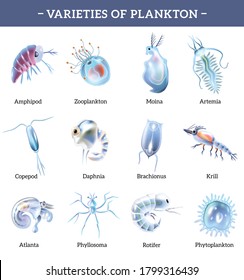 Varieties of plankton isolated icons set with text explanation cartoon vector illustration