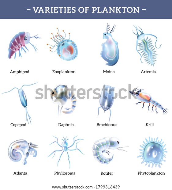 Varieties Plankton Isolated Icons Set Text Stock Vector (Royalty Free ...