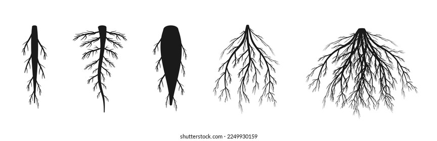 Sorten des Wurzelsystems. Schwarze Silhouette aus Taproot und Fibrose