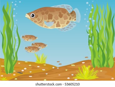 A variety of aquarium fish. Aquarium fish in their natural habitat.