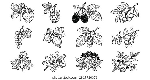 A variety of berry and fruit branches illustrated in line art style.