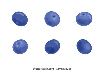 Variety of blueberries vector illustration. Organic summer blueberry fruit.