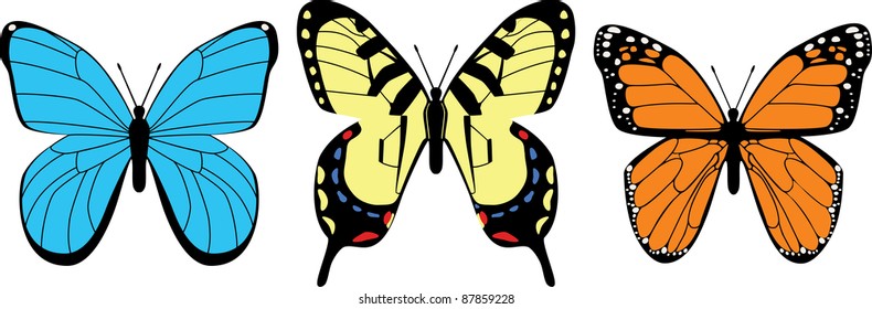 Variety of Butterflies