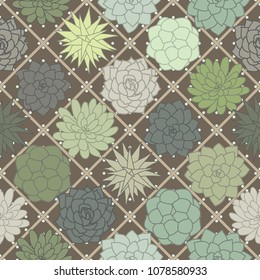 Variety of cute cactus and succulents in brown square pot plant, top view vintage vector seamless pattern
