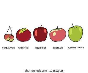 A Variety of Delicious Apples