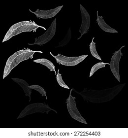 Variety of feathers; contour drawing