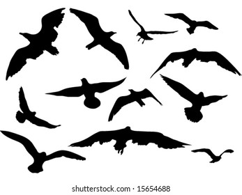 variety flying sea-gulls vector illustration