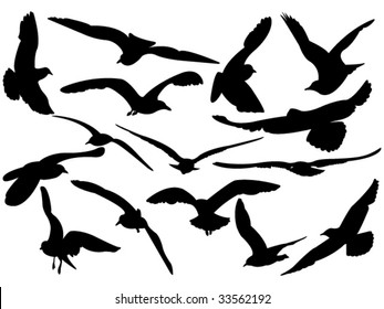 variety flying sea-gulls vector illustration