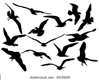 variety flying sea-gulls vector illustration