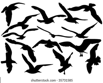 variety flying sea-gulls vector illustration