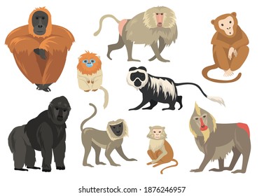 Variety of funny exotic monkeys and apes flat set for web design. Cartoon chimpanzee, mandrill and gorilla isolated vector illustration collection. Jungle animals and primates concept