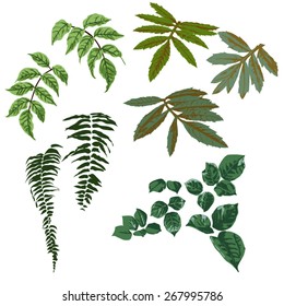 A variety of green leaves set, vector
