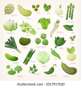 Variety of green and white common farm and exotic fruit and vegetables. List of plants from grocery store with their market names. Isolated vector icons. 