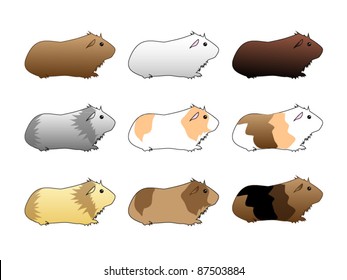 variety of guinea pigs