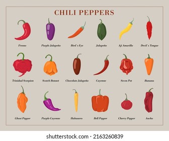 Variety of Hot Chili Peppers. Stock Vector illustration.