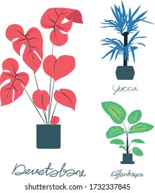 a variety of indoor plants