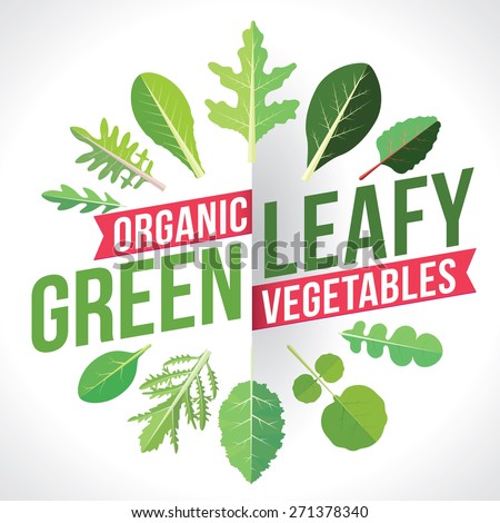A variety of leafy greens vegetables. Vector illustration