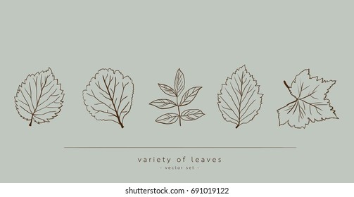 Variety of leaves , hand drawn vector illustration with foliage and branches.