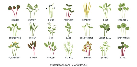 Variety of microgreen sprouts assortment dieting vegetarian eco food nutrition isolated set with lettering. Natural organic seedling, nutritional herbs, vitamin ingredient vector illustration